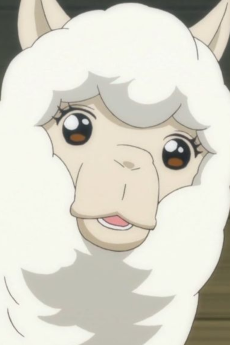 Alpaca
