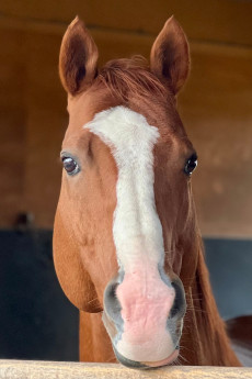 Cheval Grand
